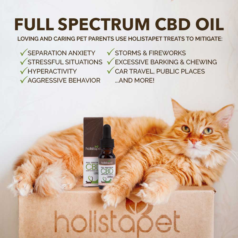 Can CBD Oil Help with Your Cat’s Thyroid Issues?